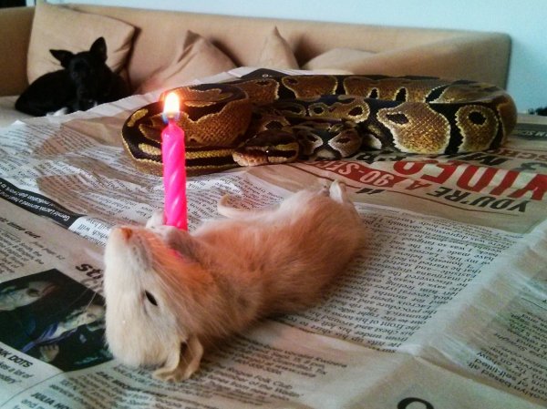 The birthday snake seems unsure at this point if he should swallow the candle as well as the whole mouse... - meme