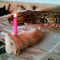 The birthday snake seems unsure at this point if he should swallow the candle as well as the whole mouse...