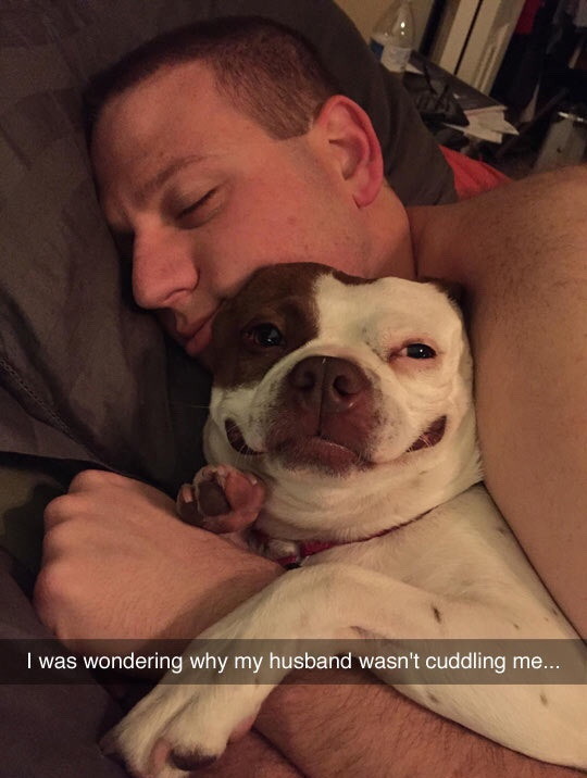 Dog cuddles - meme