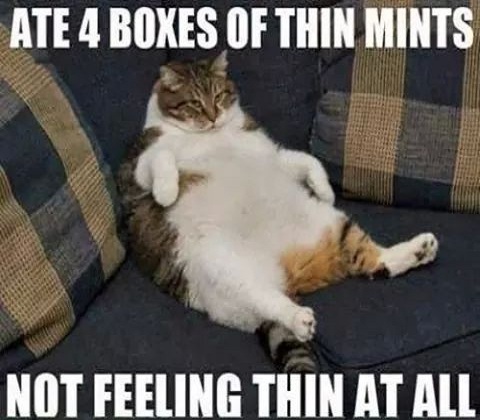 Chunky Cat - meme