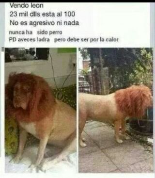 no es un perro - meme