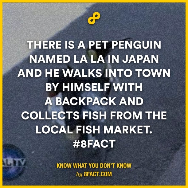 I would know this penguin and shake his hand - meme
