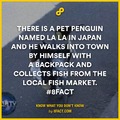 I would know this penguin and shake his hand