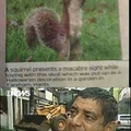 Esses esquilo é Br!