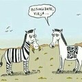 Cebras o zebras?