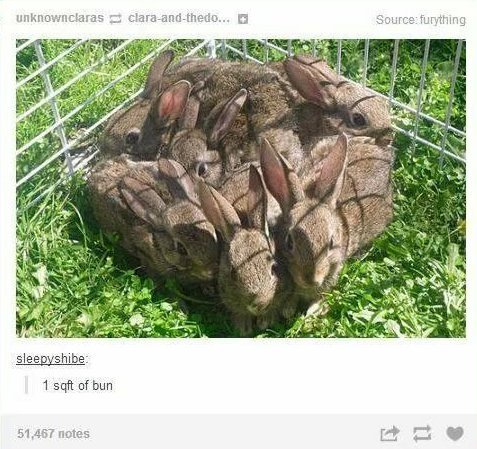 bunny power - meme