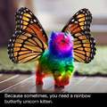 Rainbow butterfly unicorn kitten!