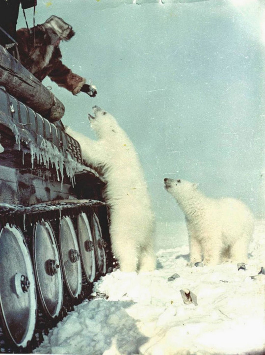 Moi jme balade posey avec mon tank entrain de nourrire mes ours polaire - meme