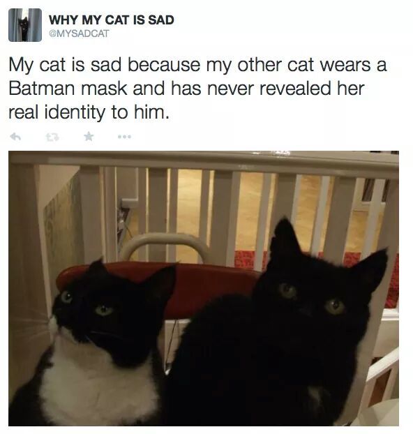 Wish my cat was the caped crusader - meme