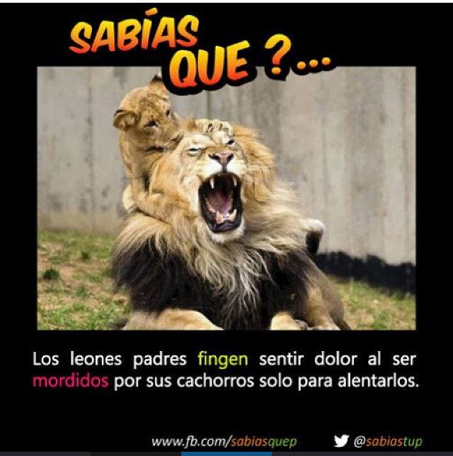 Leones - meme