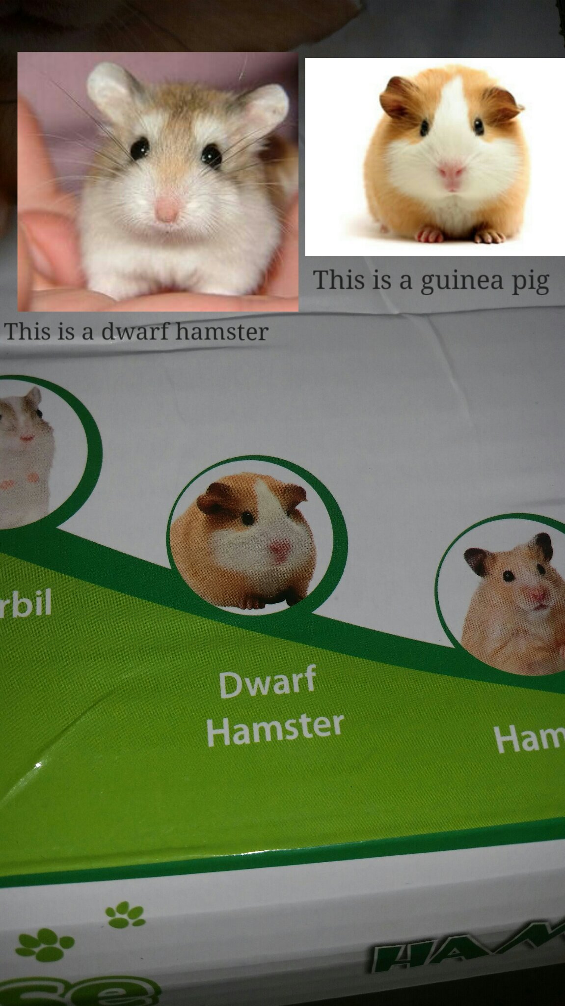 These people thought a guinea pig was a dwarf hamster - meme