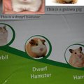 These people thought a guinea pig was a dwarf hamster