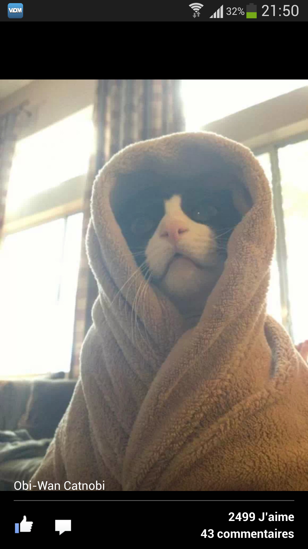 Obi-Cat - meme