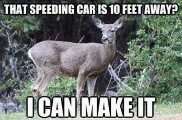 Deer Logic - meme