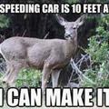 Deer Logic