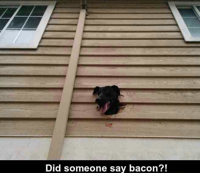 Bacon is life. - meme