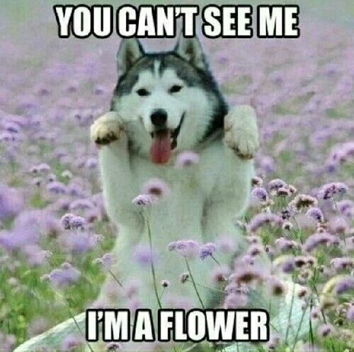 Such flower - meme