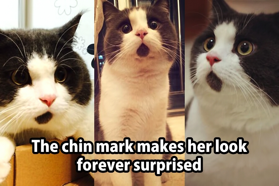 I wish this cat was mein. - meme