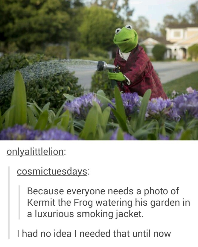 Kermit the Frog - meme