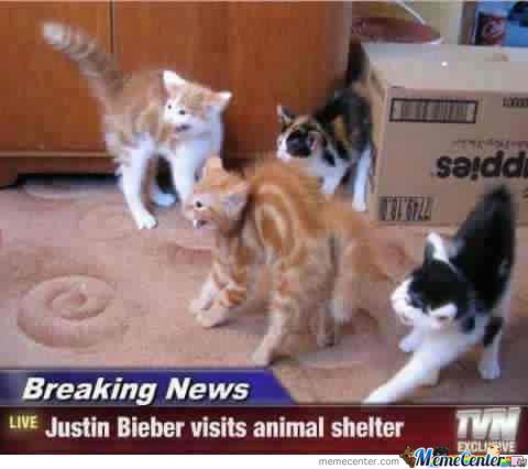Poor kittens... - meme