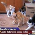 Poor kittens...