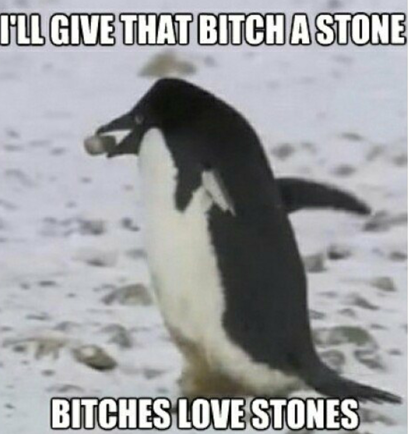 Penguins know chivalry - meme