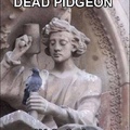 Dead pigeon in...