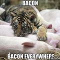 bacon addicts