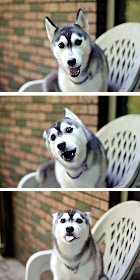 Husky is very happy - meme