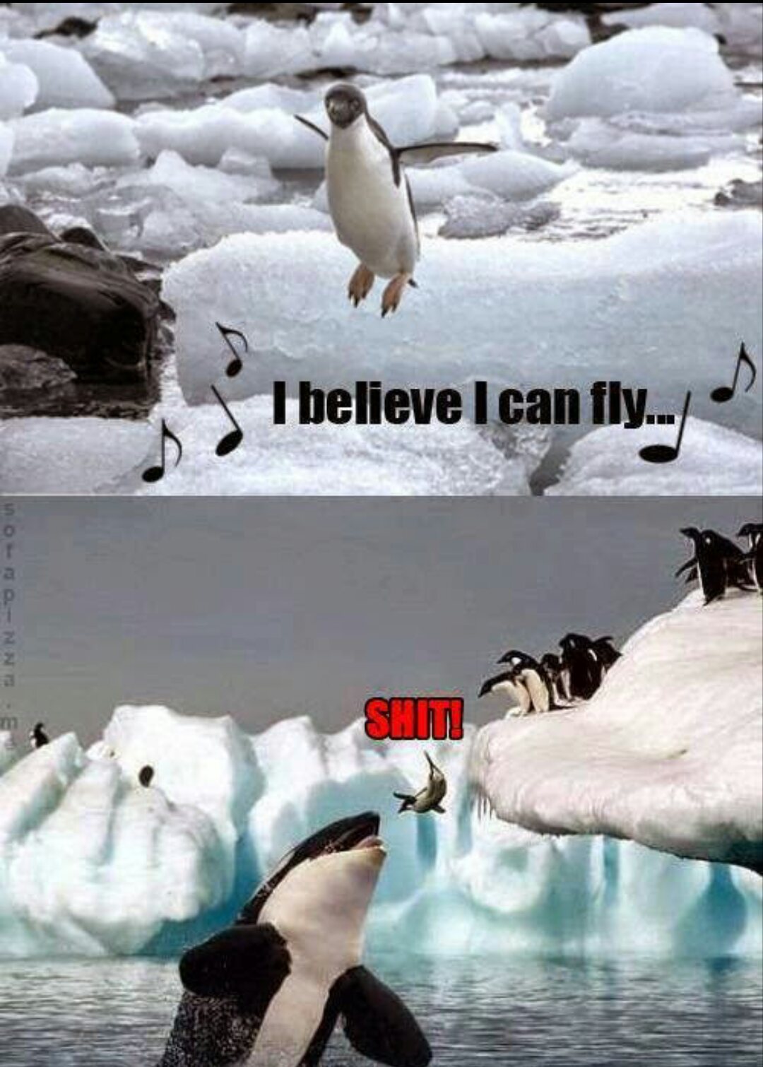 La historia del pingüino que queria volar - meme