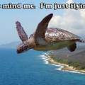 FLYING TURTLE