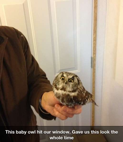 Baby owl - meme
