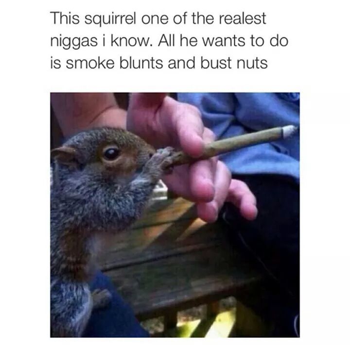 Gangsta Squirrel - meme