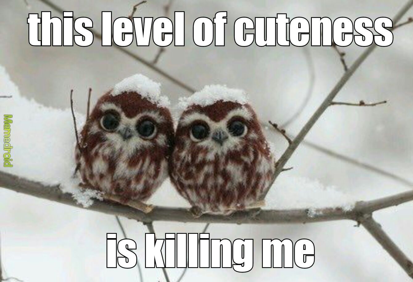 Hello tiny owl pups - meme