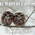 Hello tiny owl pups