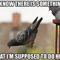 Forgot how to pigeon