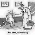 So the Mars Rover "curiosity"  killed this cat
