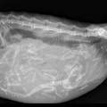 Isso é o raio X de uma gata grávida, quantos gatinhos deve ter aí dentro?