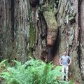 séquoia géant très géant