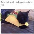 taco cat