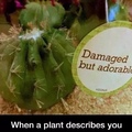 when a plant
