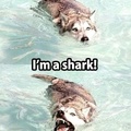 Dog shark