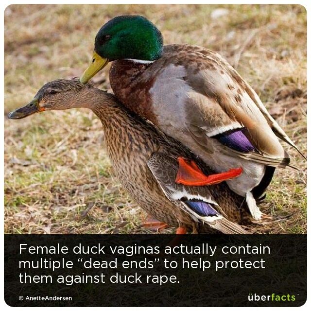 duck rape - meme