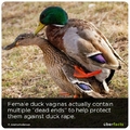 duck rape