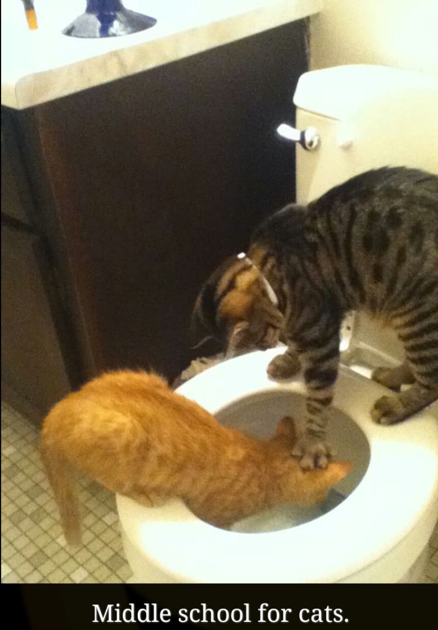 1st comment is the cat that pushes the 2nd comment person in the toilet - meme