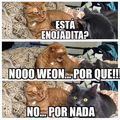 Gatos chilenos po weon ;)