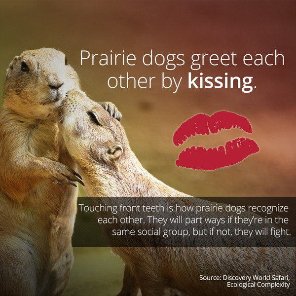 Prairie dogs are cute little fuckers - meme