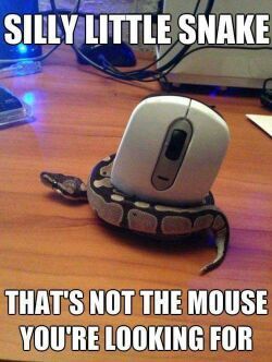 snake on the desk - meme