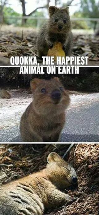 Le plus heureux animal du monde  - meme