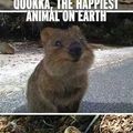 Le plus heureux animal du monde 